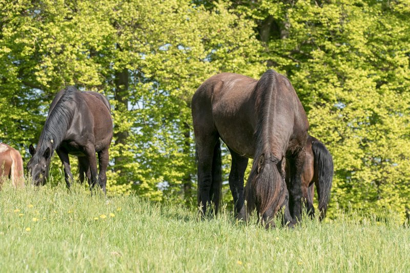 bersicht Weide_005